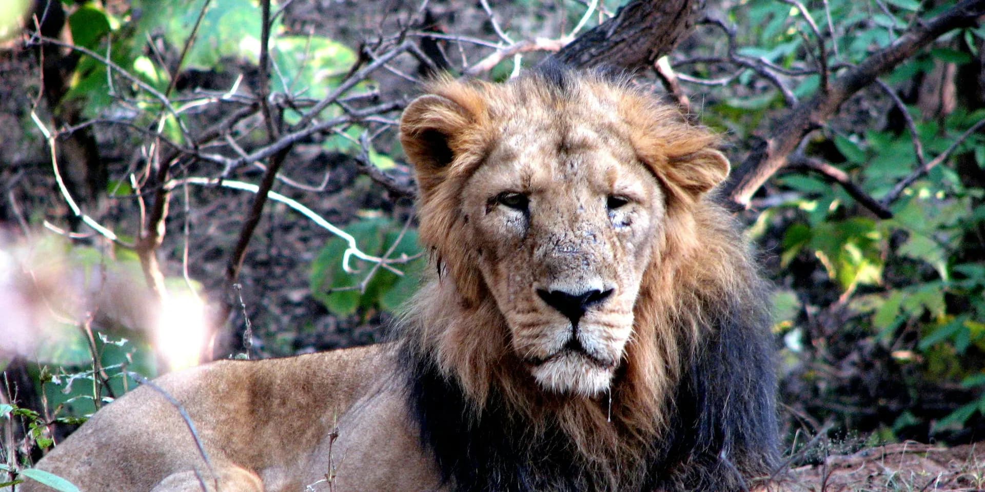 Somnath Dwarka Gir