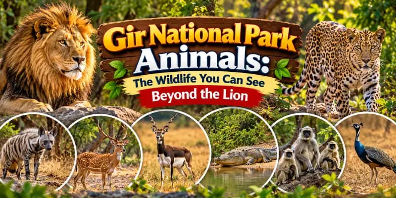 Gir National Park Animals