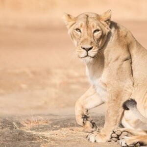 Gujarat Tour Package