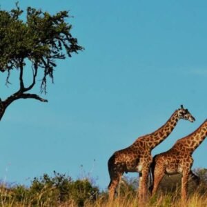 Gujarat Wildlife Safari Tour