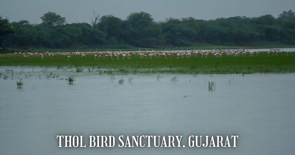 Thol Bird Sanctuary Gujarat